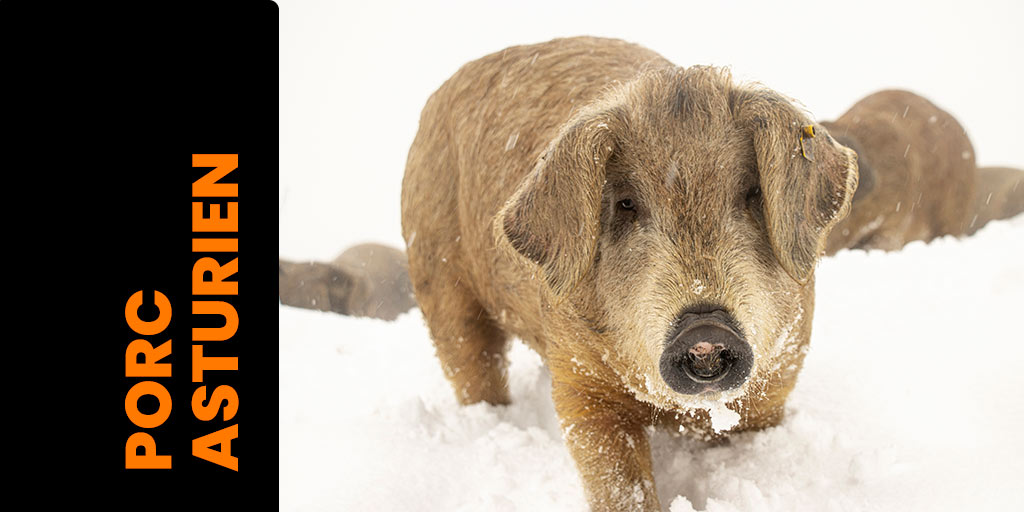 SLIDER-CERDO_FR